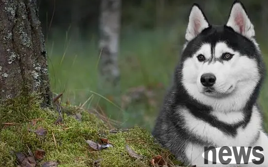 Question: What are the common pet dogs?
