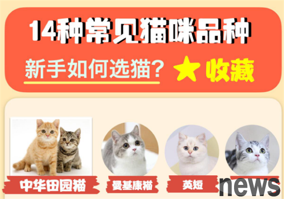 A comprehensive list of 14 popular cat breeds, which ones are most suitable for cat novices?