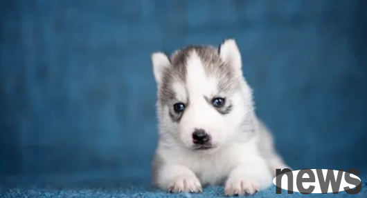 Disease Encyclopedia: What to do if the dog has too much eye poop when it comes summer