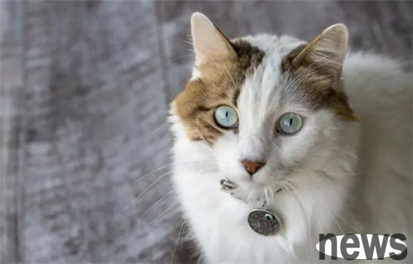 Cats scream frequently, the terminator of home peace? Let s find a solution together!