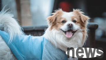 A detailed explanation of this article: How to prevent and treat cataract symptoms in dogs?