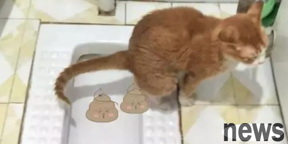 Why do cats poop when they are beaten