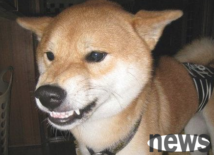 How could a dog suddenly attack his owner? What s wrong with this?