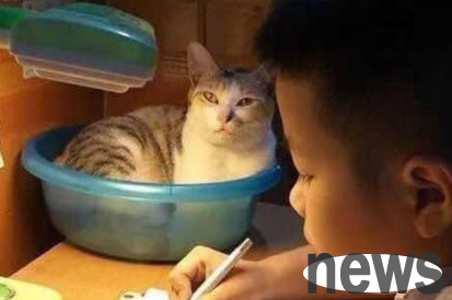 Cats disturb children s homework and see how hardcore mothers subjugate?