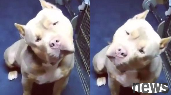 The dog looks very much like Li Ronghao, and can even tilt its head cutely while listening to music