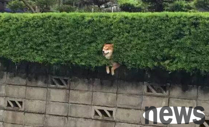 The cute Shiba Inu got stuck on the roadside, and netizens found that he was so cute